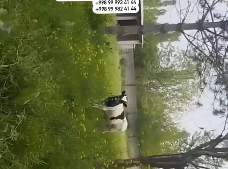 Земельные участки  Бельсен, Узбекистан