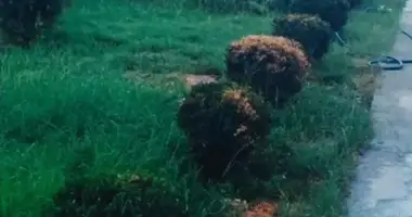 Участок земли в Ташкент, Узбекистан