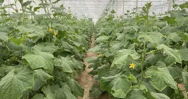 Готовый бизнес 110 000 м² в Джизак, Узбекистан