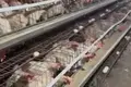 Mol,Dehqon bozori hamda parrandachilik va chorvachilik kompleksi hammasi birga sotiladi