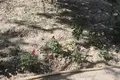 Uy 5 xonalar 450 m² O‘zbekistonda