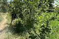 Yer  in Kipchak