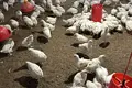 Mol,Dehqon bozori hamda parrandachilik va chorvachilik kompleksi hammasi birga sotiladi