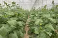 Готовый бизнес 110 000 м² Джизак, Узбекистан