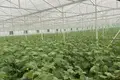 Готовый бизнес 110 000 м² Джизак, Узбекистан