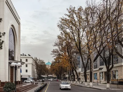 Хокимы Узбекистана будут выделять землю жителям для создания зелёных территорий: что ждёт города и бизнес